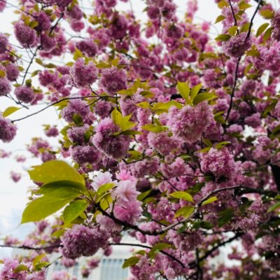 Littleprin81473's profile picture. 