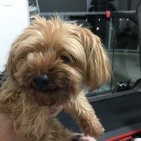 Cachorro Nervoso| P2P (@cachorronervos0) 's Twitter Profile