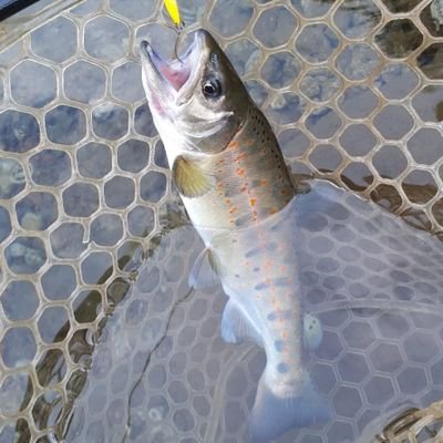 趣味アカウント(爬虫類、釣り)
エリアトラウトにドはまり中。
ミズガメ、リクガメ