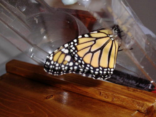 SciensMulier's profile picture. I like to read, write, sing and dance, give hugs, and wear dresses whenever possible. I'm also easily distracted.