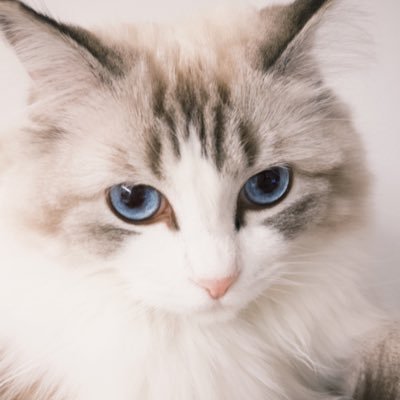WbbCyl's profile picture. Meow