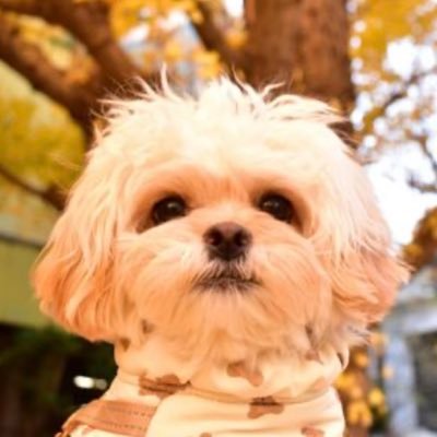 purisochan's profile picture. 女の子🎀1歳 よろしくお願いします🐶