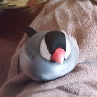 桜文鳥のもふちゃんを探しています (@kechamayo_tw) 's Twitter Profile