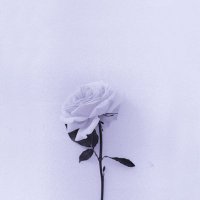 ᴊ. (@qwyncx_) 's Twitter Profile