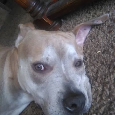I love my beautiful children & my dog son. Life long 49ers fan. My Nona had a Joe Montana shrine in her front room, type of guy. True believer in God, Jesus777