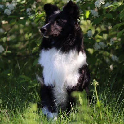 Paapi_bs's profile picture. 