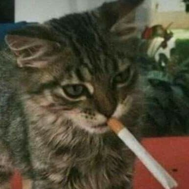 Soup0473's profile picture. Flex support :) 
only known stretched res overwatch enjoyer