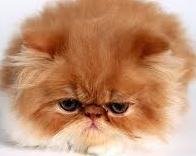 ShmiilTheCat's profile picture. Citizen, Mortgage buster, NYSE play yard.