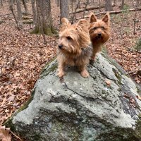 Chaos&Nemesis - Australian Terriers in the Wild (@chaosandnemsis) 's Twitter Profile
