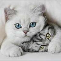 Sirmo (@sirmo74763358) 's Twitter Profile