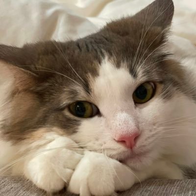 H66DoLwB1WXjYwG's profile picture. 一条流がんこラーメン好き。愛猫２匹🐈🐈