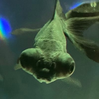 Duuuuuuuumo's profile picture. 島根住みの社畜高校生です。どうもです。