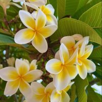 NIQAH (@vibesonlygirl) 's Twitter Profile Photo