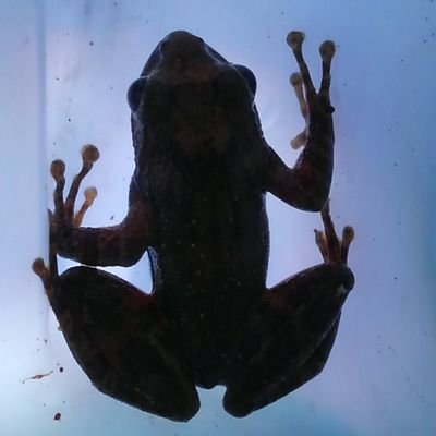 闘虫夏想さんのプロフィール画像