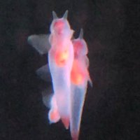 たにぐっちょん (@taniguttyonn) Twitter profile photo