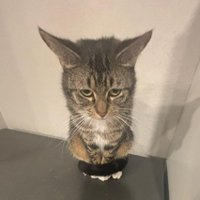 Pyachka (@pyac_he) 's Twitter Profile