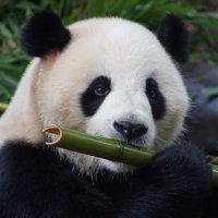 パンダ不動産 (@timeisresidence) 's Twitter Profile