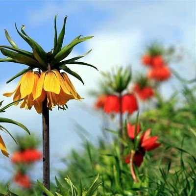 AsminZ51529's profile picture. 