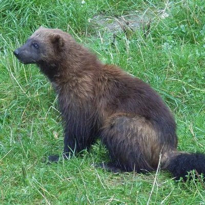 gulogulo1780's profile picture. Copywriter, Hobby-Arzt, Chefkoch