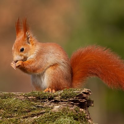 kitakoks1's profile picture. Totalnie początkujący inwestor bez żadnej wiedzy i doświadczenia, nic tu nie jest poradą inwestycyjną, tylko luźne przemyślenia