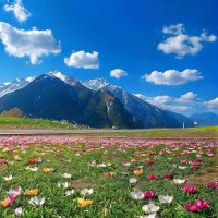 Soraya (@xzohk62388468) 's Twitter Profile