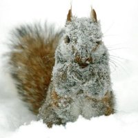Lord Arse Biscuits 〓〓 (@lordrsbiscuits) 's Twitter Profile