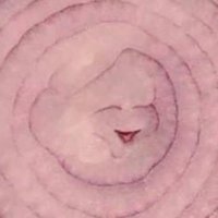 Dirty Onion (@dirty__onion) 's Twitter Profile