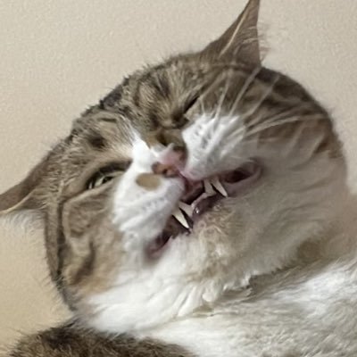 りんこふさんのプロフィール画像