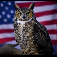 Hoot the Patriot (@hoot4usa) 's Twitter Profile