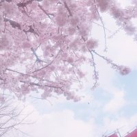 雪桜 (@mmm_frill) 's Twitter Profile