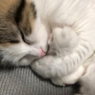 ぐっちぃーさんのプロフィール画像
