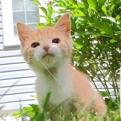 JariusLDog's profile picture. ⚖ 🏴‍☠️