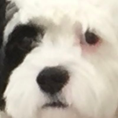 flip_fizz's profile picture. Nauseatingly pro-America | $TSLA