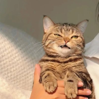 chayanitks's profile picture. #6CODE