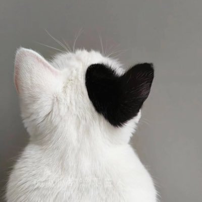 0xqilll's profile picture. SUI_MAXI