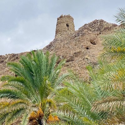 hamoodh341's profile picture. 