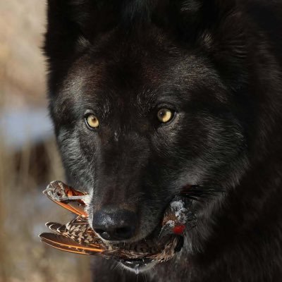 rkinoka1's profile picture. 种土豆的狗