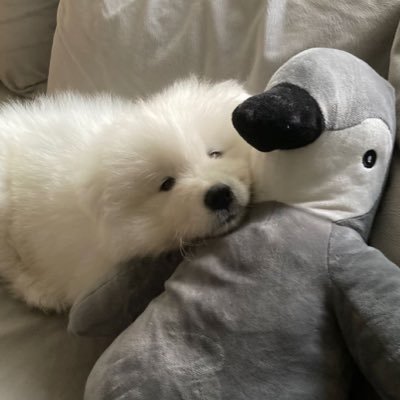 𝓟˚⁎さんのプロフィール画像