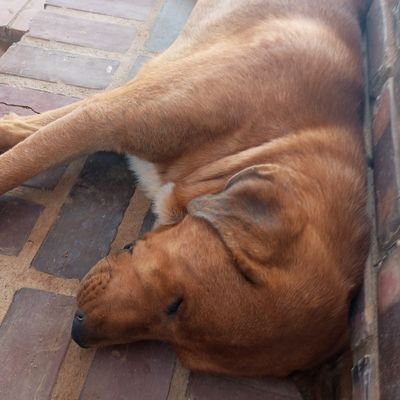 MaxDanTePsicky's profile picture. 