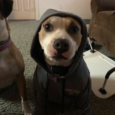 sfggrxvygh's profile picture. I love my dogs and dirt bikes
