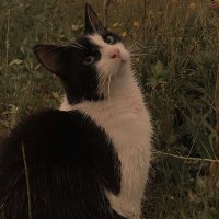 Əliyeva (@gravitiyyy) Twitter profile photo