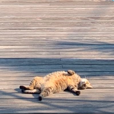 Moise201672a's profile picture. PALNECA