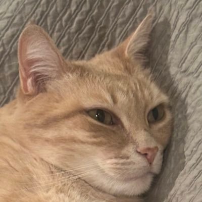 YNGMRSPL's profile picture.