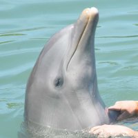 DOLPH (@mister__mex) 's Twitter Profile