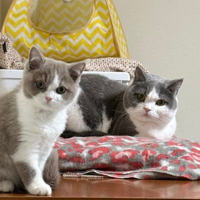 凪 ブルーホワイト 2020.7.20生まれ ✨エビちゃん ライラックホワイト2024.9.28生まれ✨ 🐈 フォロバ、リプはマメにできないかもしれません