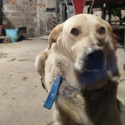 _Falcontizi_'s profile picture. 