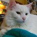 Anne From Mtka 🦋 (@annefrommtka) Twitter profile photo Anne From Mtka 🦋 (@annefrommtka) Twitter profile photo