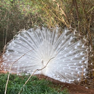 IbrownIt's profile picture. 