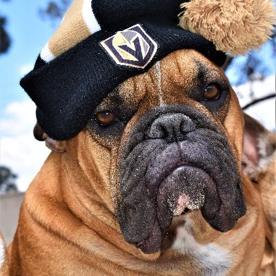 Hufflepuff is a Victim Advocate and Courtroom Dog. He assists victims of traumatic crime and started https://t.co/55dQchTc0B