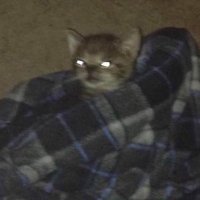 TheEthan (@balancednew) 's Twitter Profile